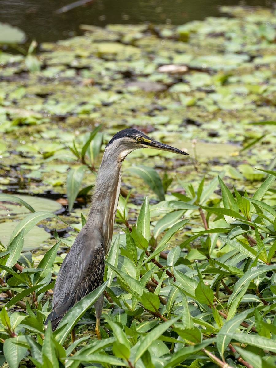 Striated Heron - ML647434551