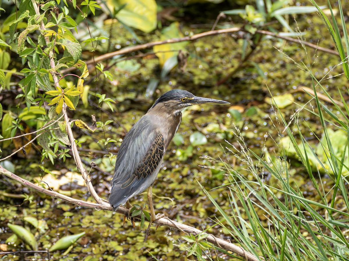 Striated Heron - ML647434552
