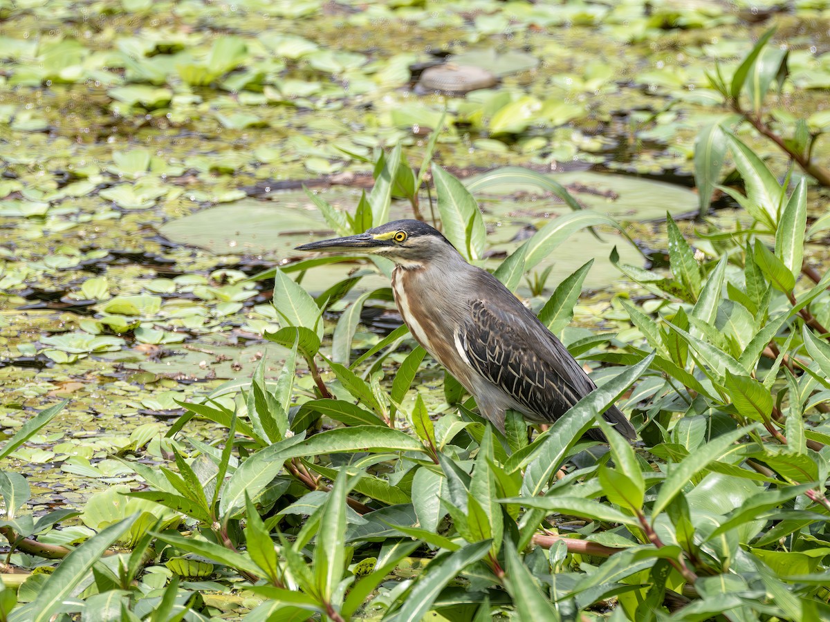 Striated Heron - ML647434553