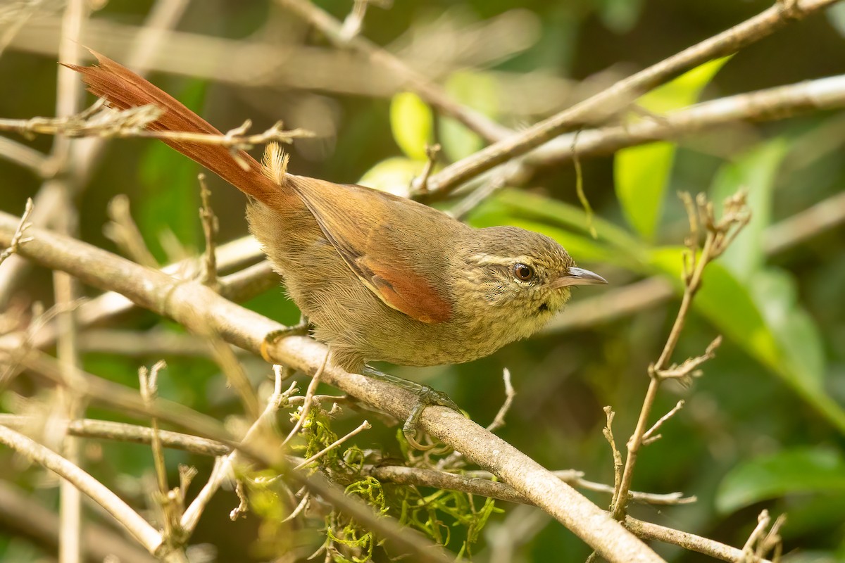 Olive Spinetail - ML647434559