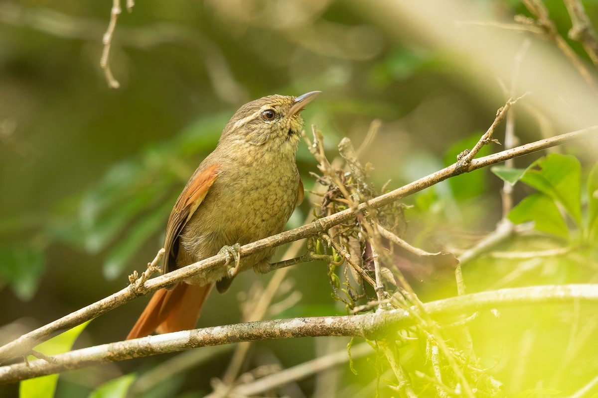 Olive Spinetail - ML647434560