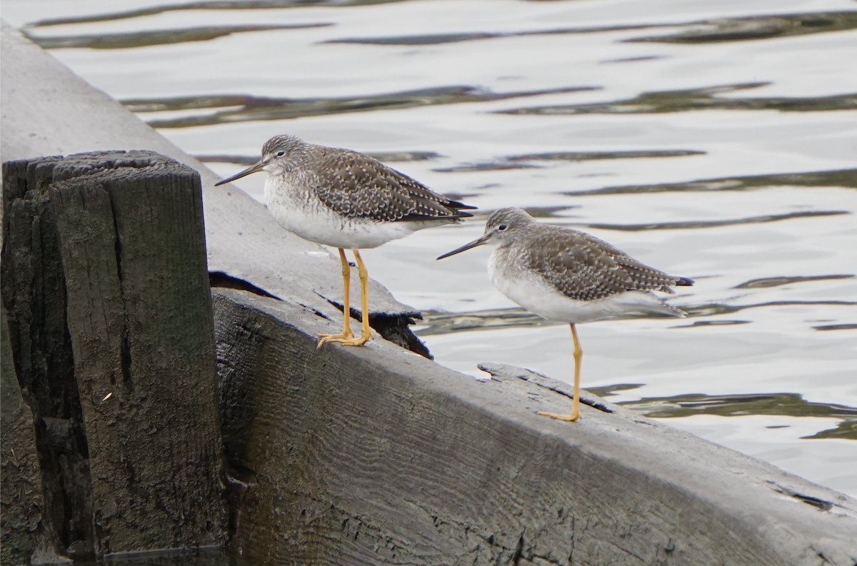 Пёстрый улит - ML647434578