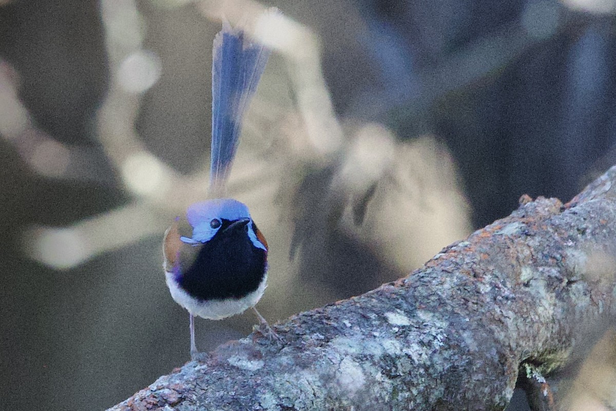 Variegated Fairywren - ML647434591