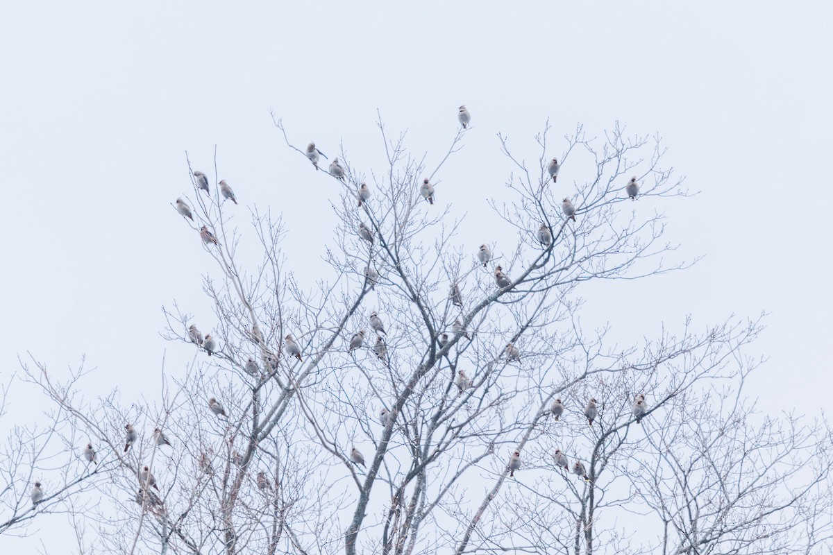 Bohemian Waxwing - ML647434593