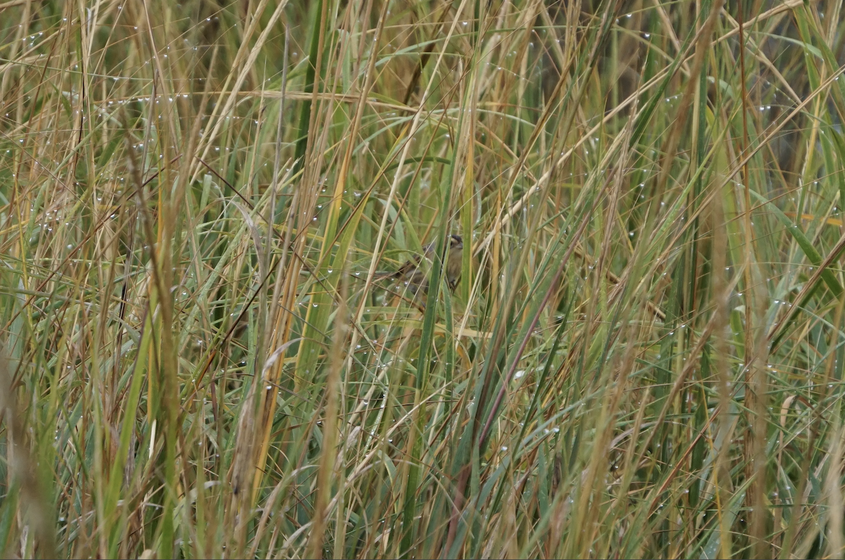 Канадская овсянка-барсучок - ML647434606