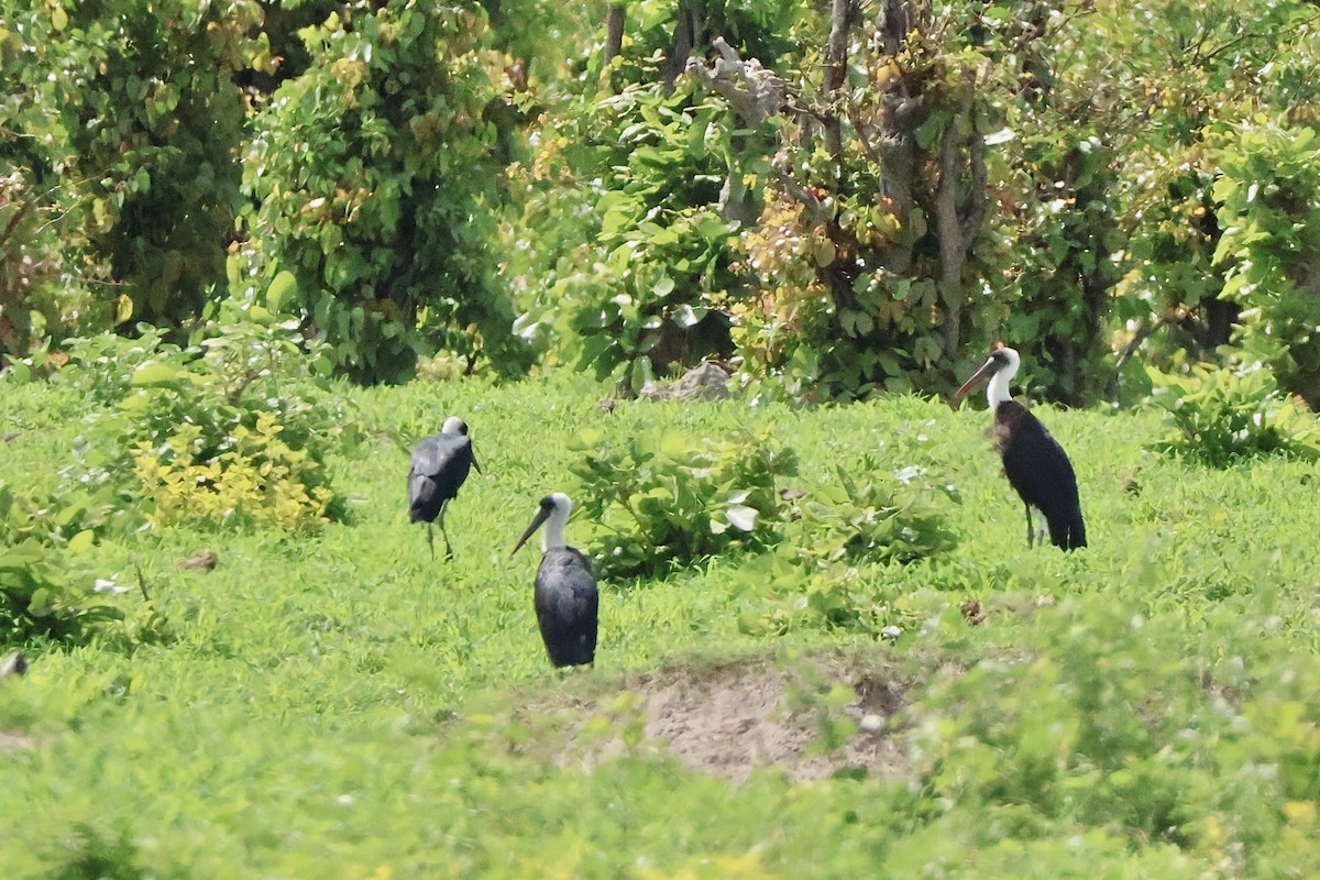 Лелека тропічний - ML647434610