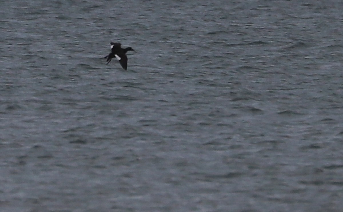 White-winged Scoter - ML647434625