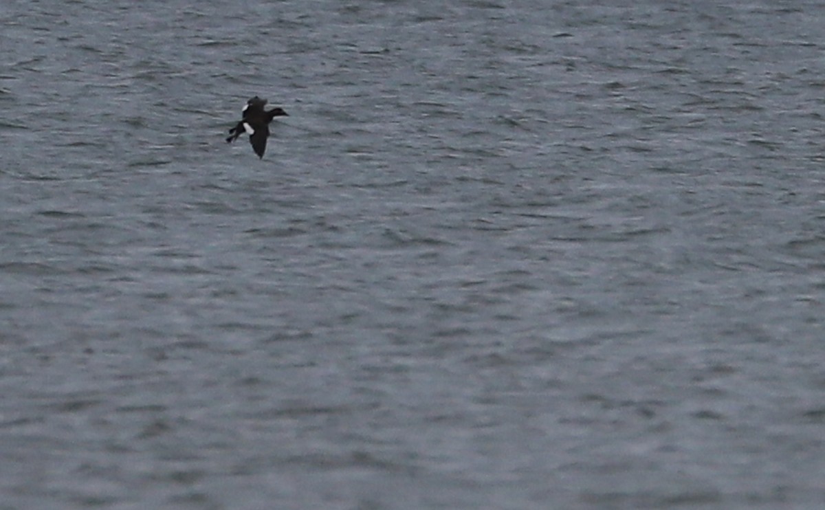 White-winged Scoter - ML647434627