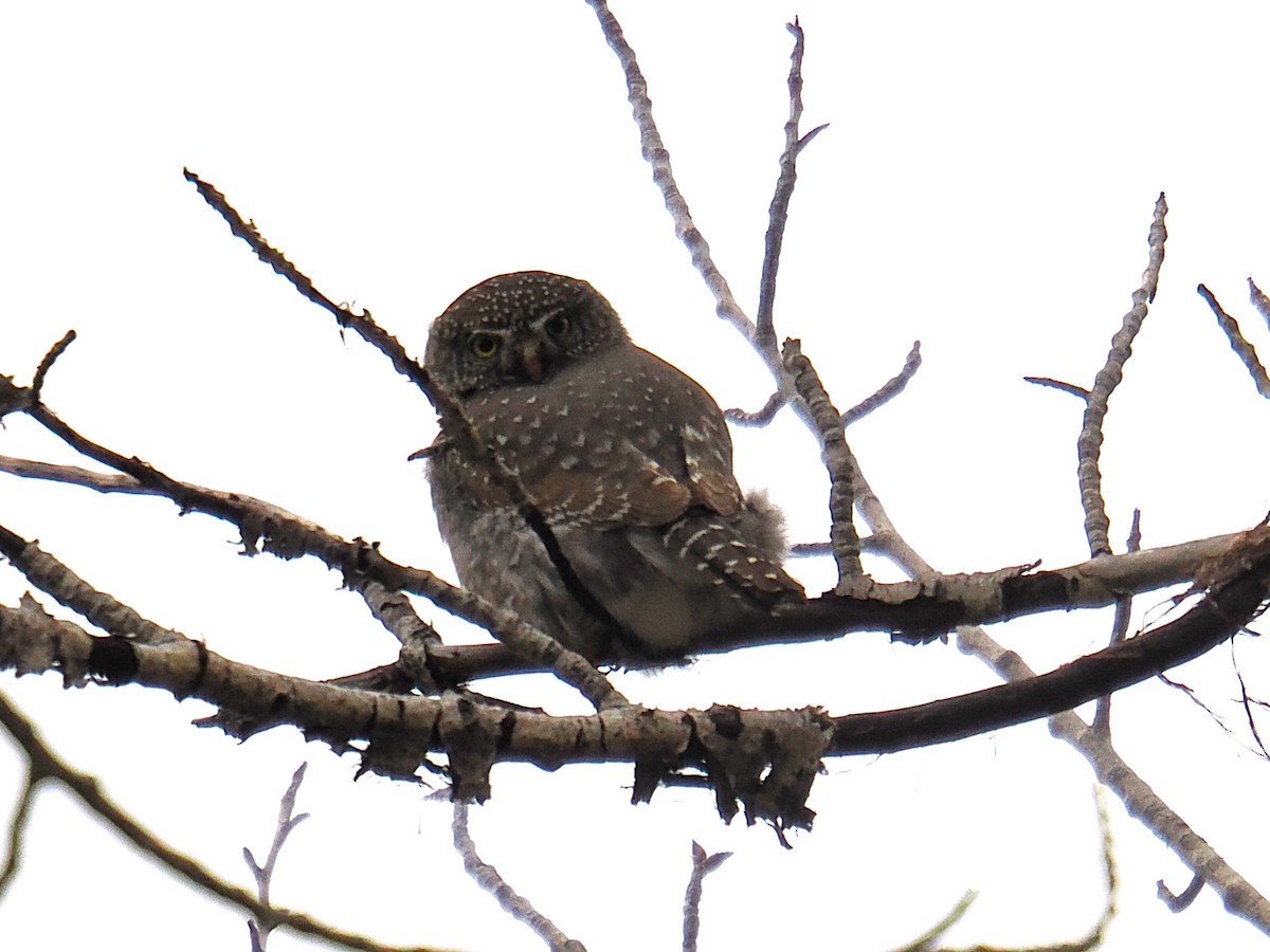 Chevêchette naine - ML647434642