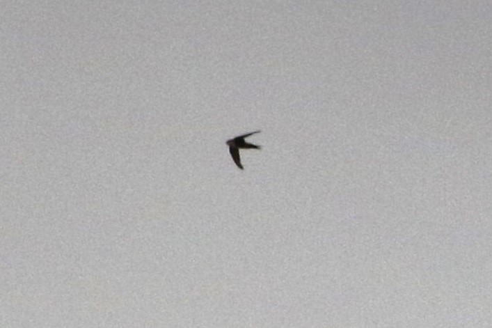 Martinet à gorge blanche - ML647434646