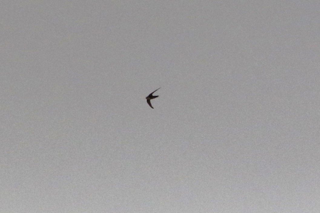 Martinet à gorge blanche - ML647434647