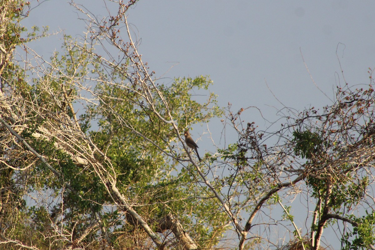 Попугаевый кардинал - ML647434649