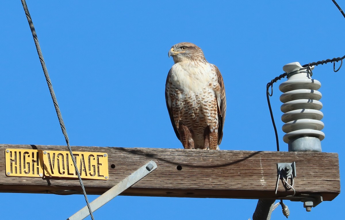 kongevåk - ML647434653