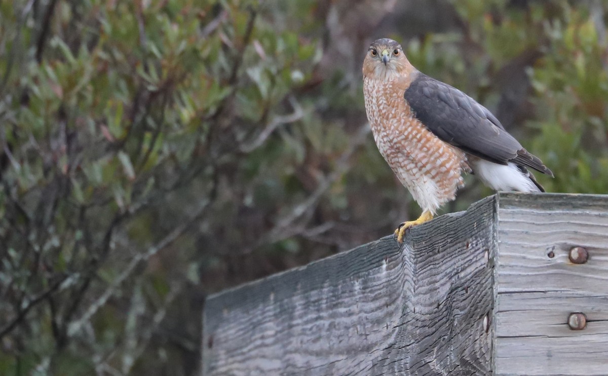 Cooper's Hawk - ML647434656