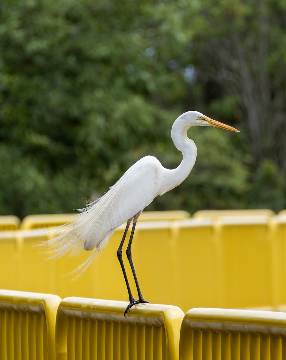 volavka bílá - ML647434657