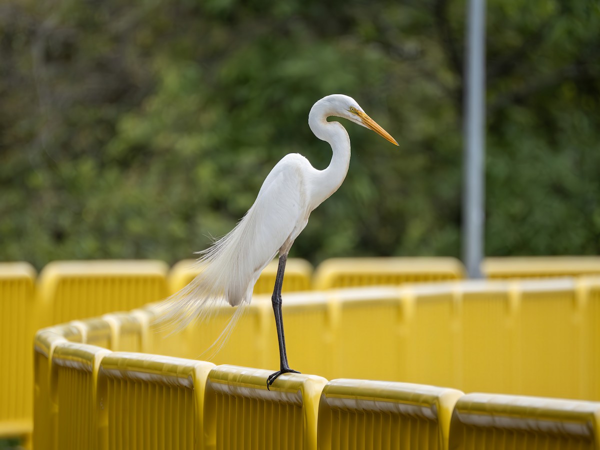 volavka bílá - ML647434658