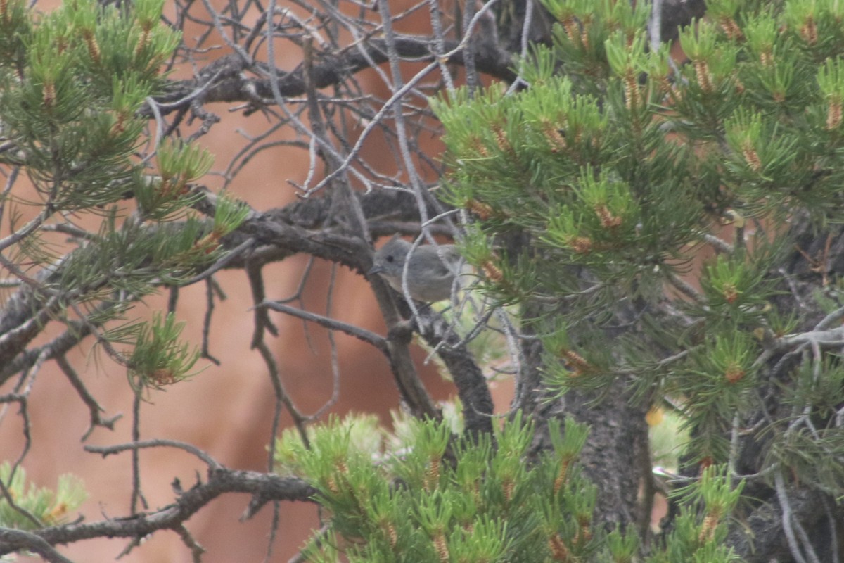 Mésange des genévriers - ML647434662