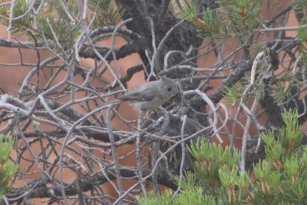 Mésange des genévriers - ML647434664