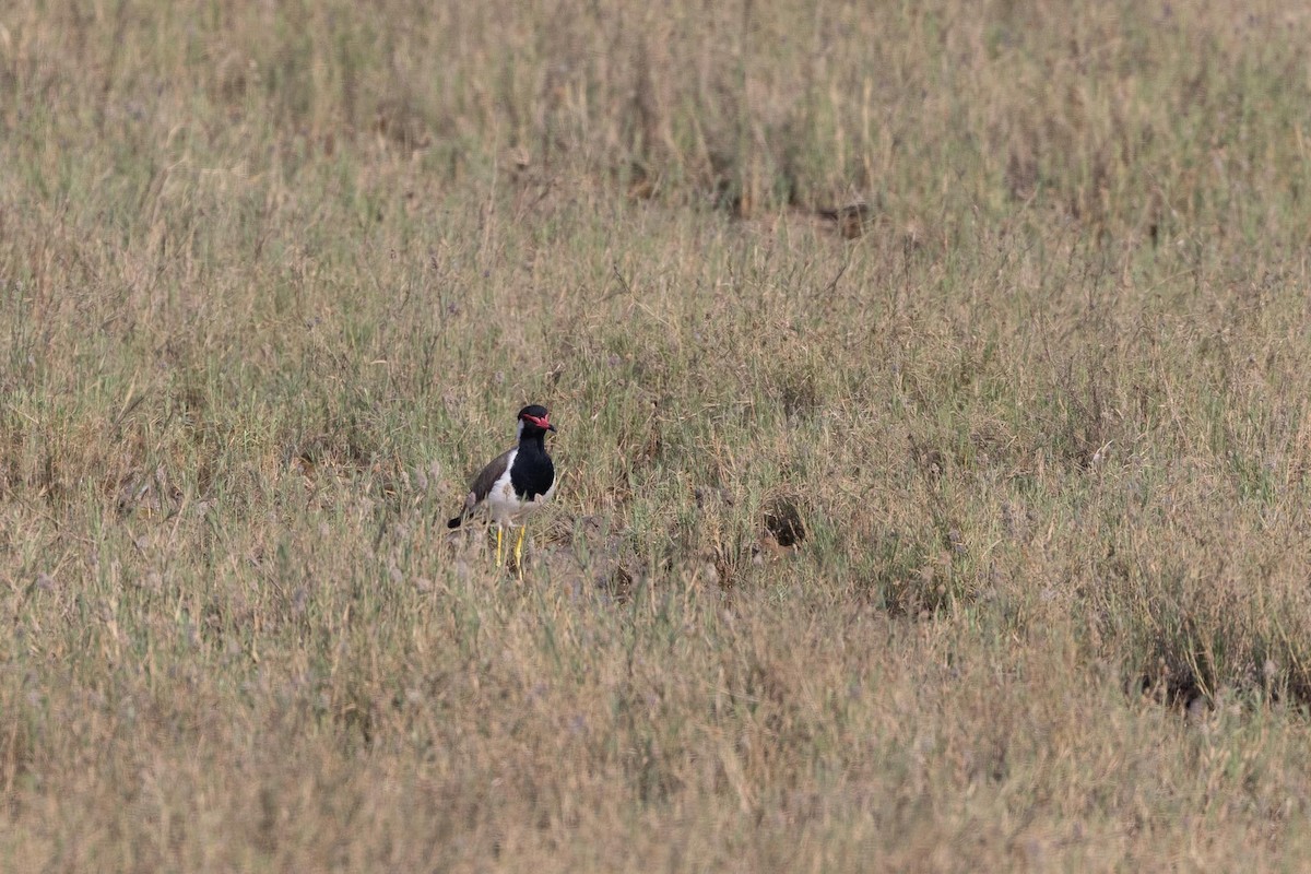 Büyük Kızkuşu - ML647434704