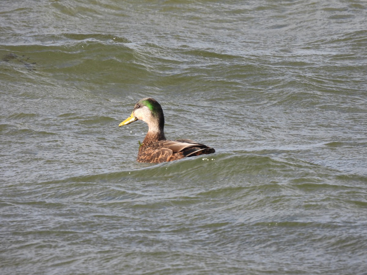 kachna divoká x tmavá (hybrid) - ML647434709