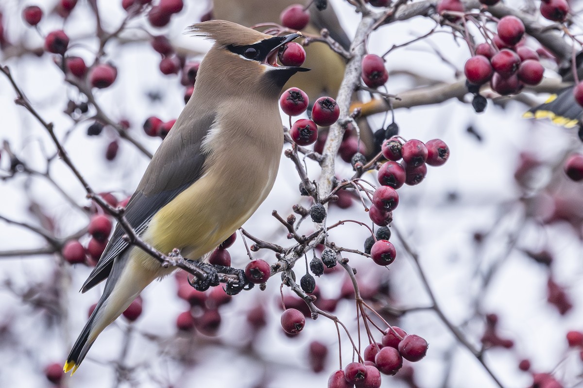 Buztanori amerikarra - ML647434719