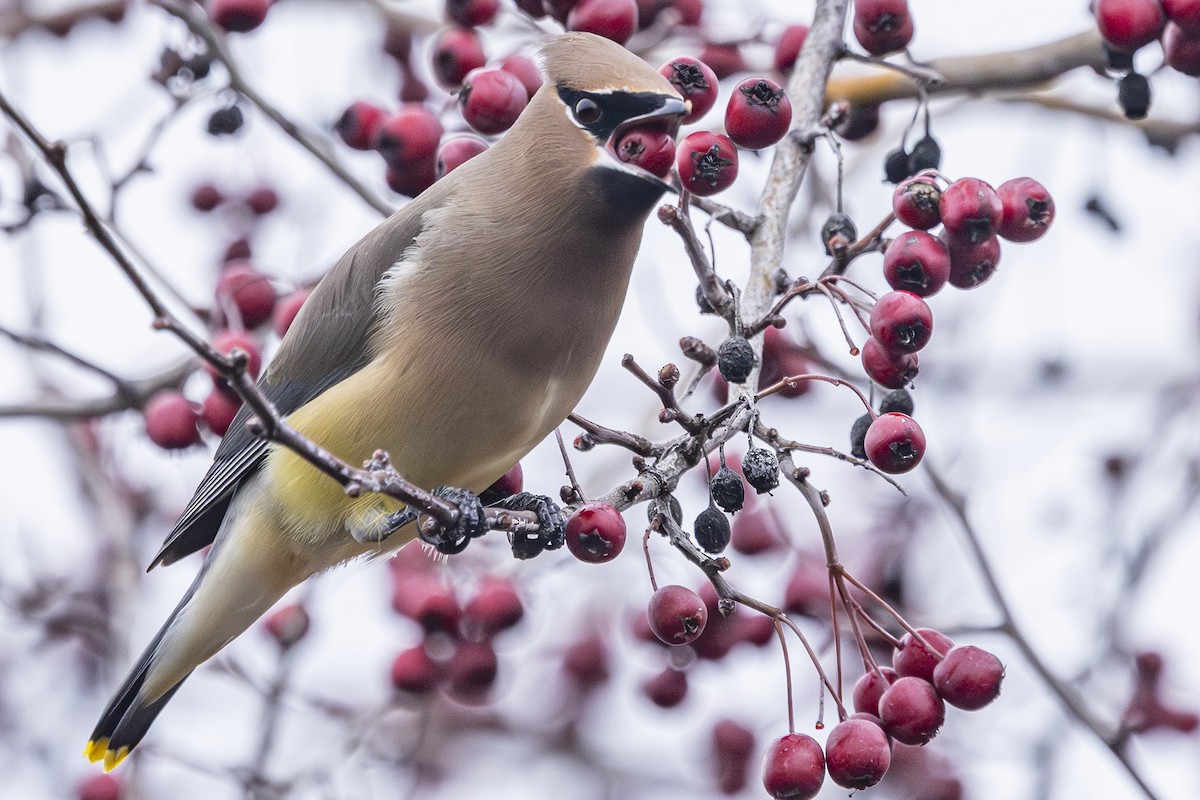 Buztanori amerikarra - ML647434720