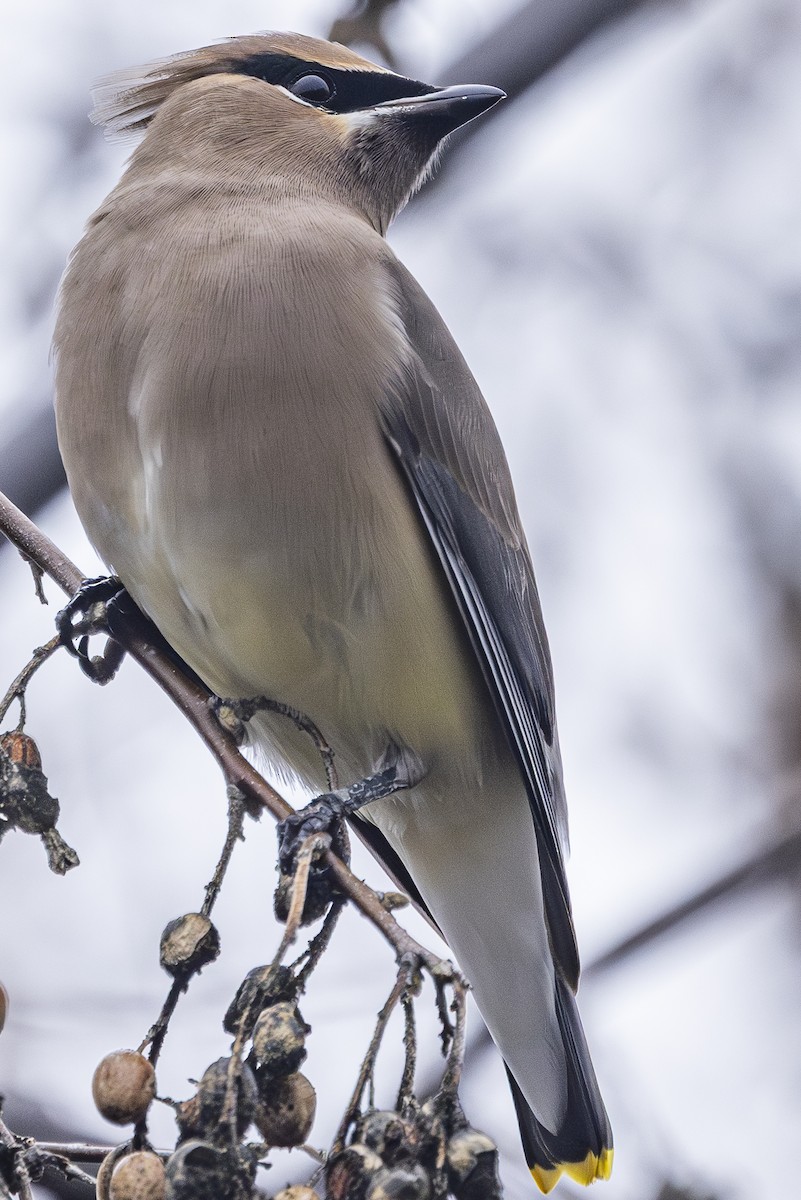 Buztanori amerikarra - ML647434722