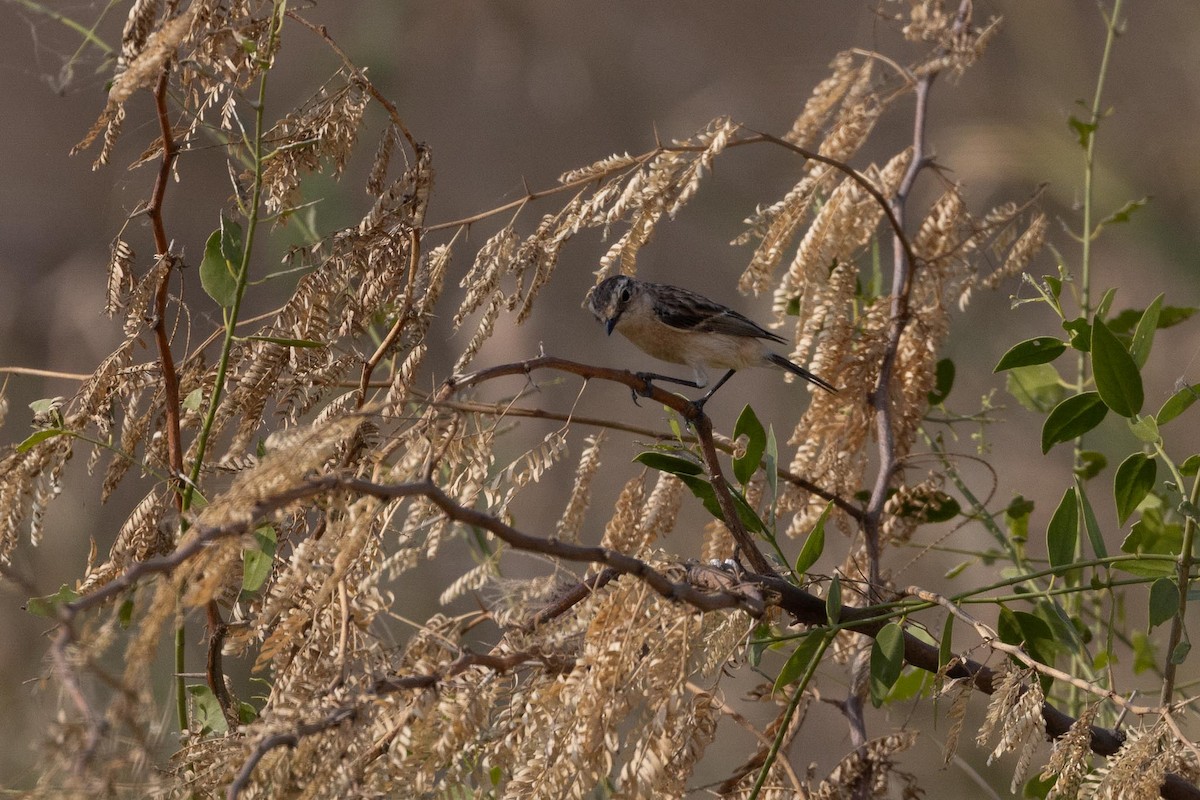 bramborníček sibiřský - ML647434723