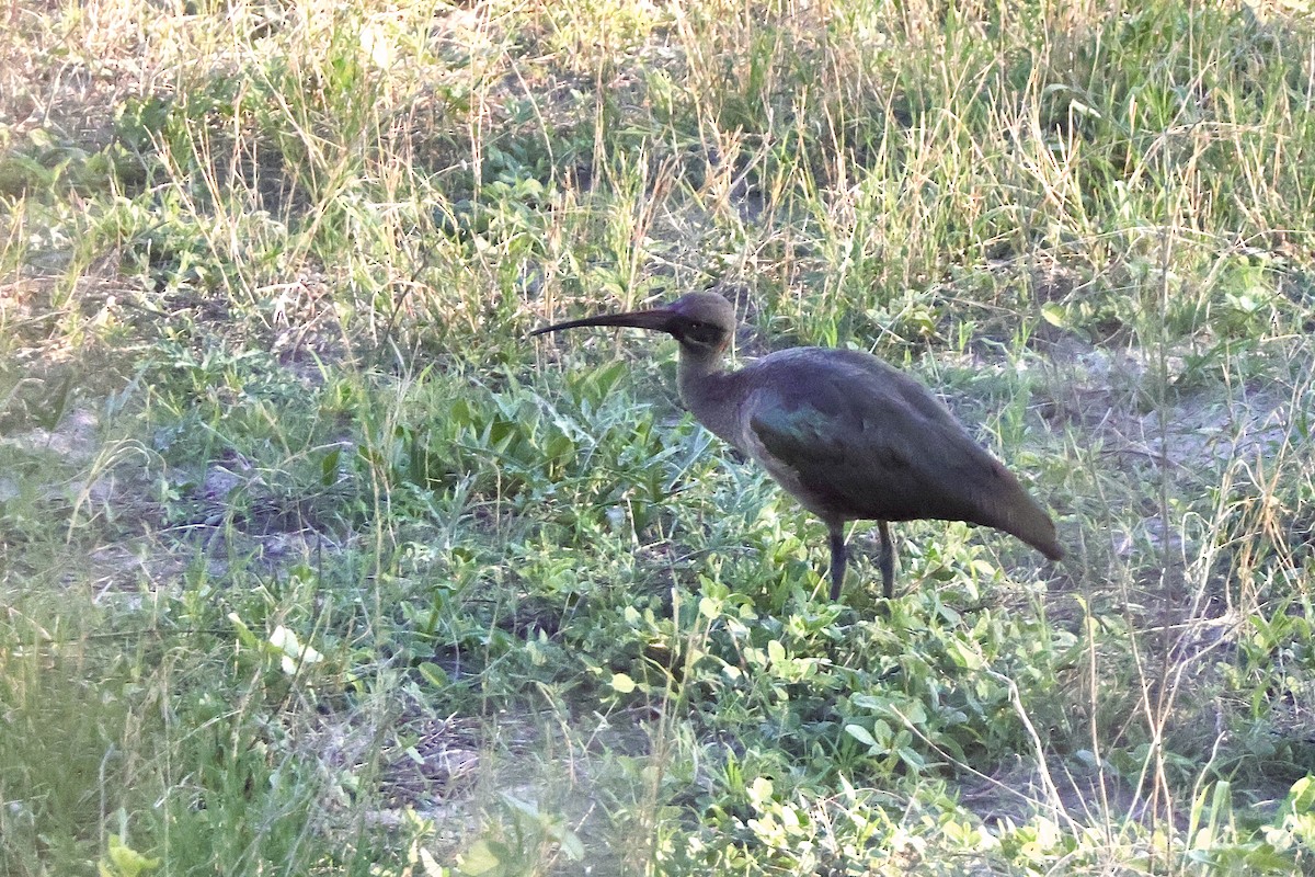 Гагедаш - ML647434735