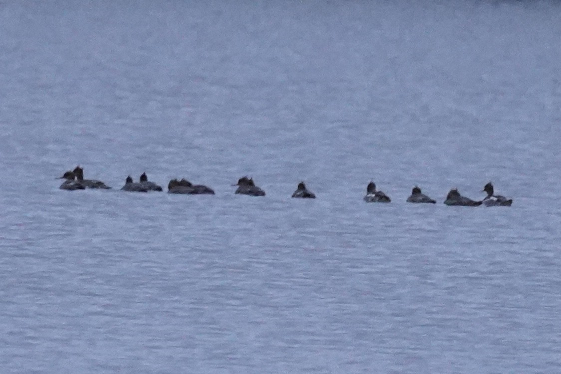 Serreta Mediana - ML647434737