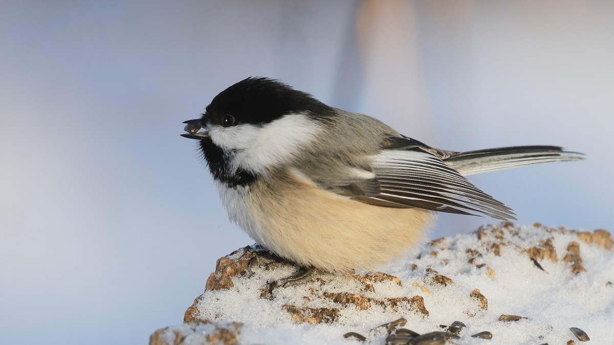 Black-capped Chickadee - ML647434739