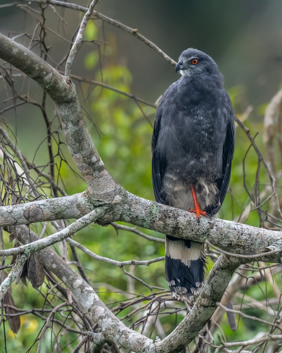 Crane Hawk (Blackish) - ML647434754