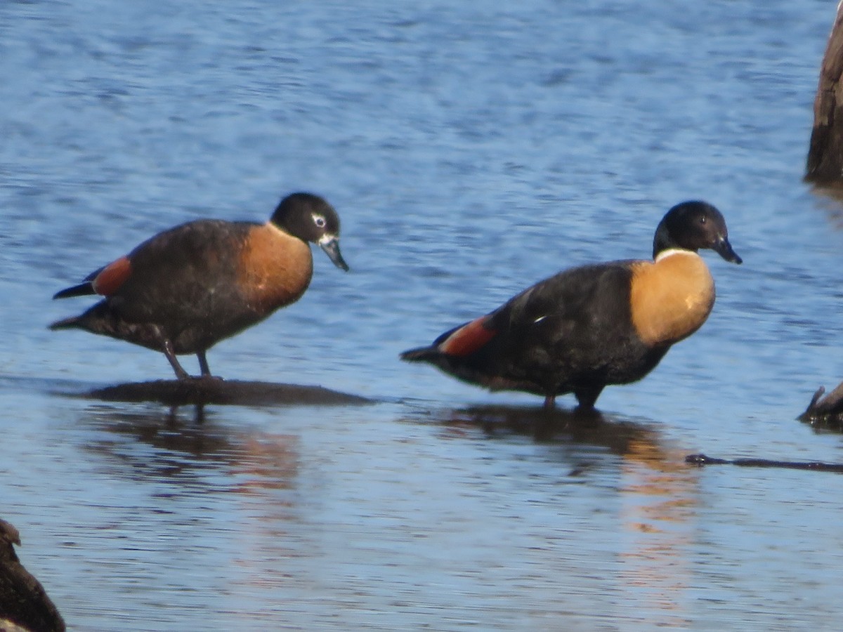 Tadorne d'Australie - ML647434768