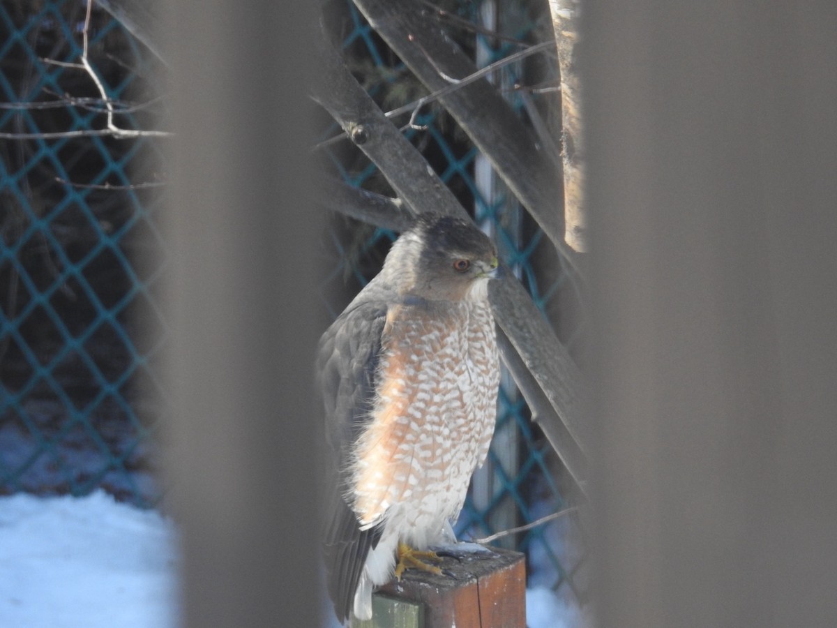 クーパーハイタカ - ML647434773