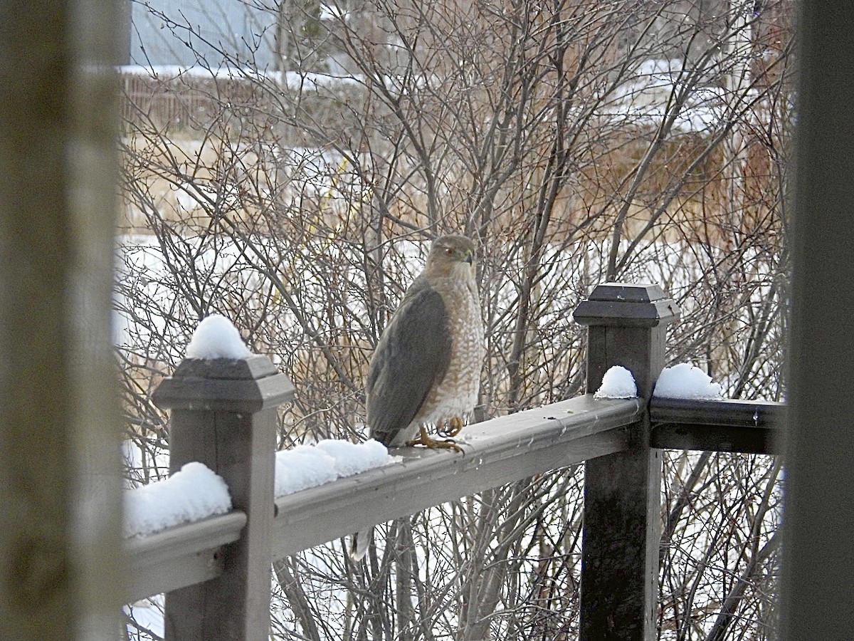 クーパーハイタカ - ML647434774