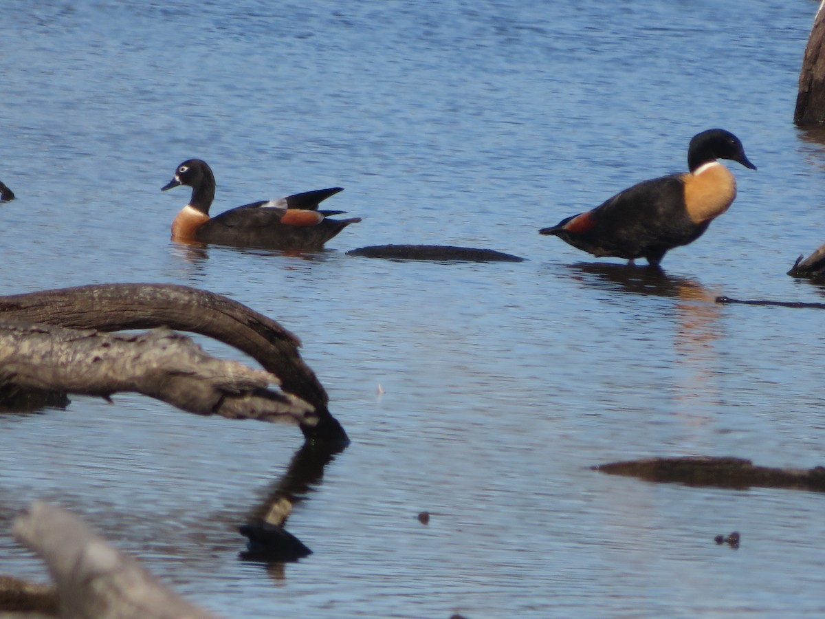 Tadorne d'Australie - ML647434777
