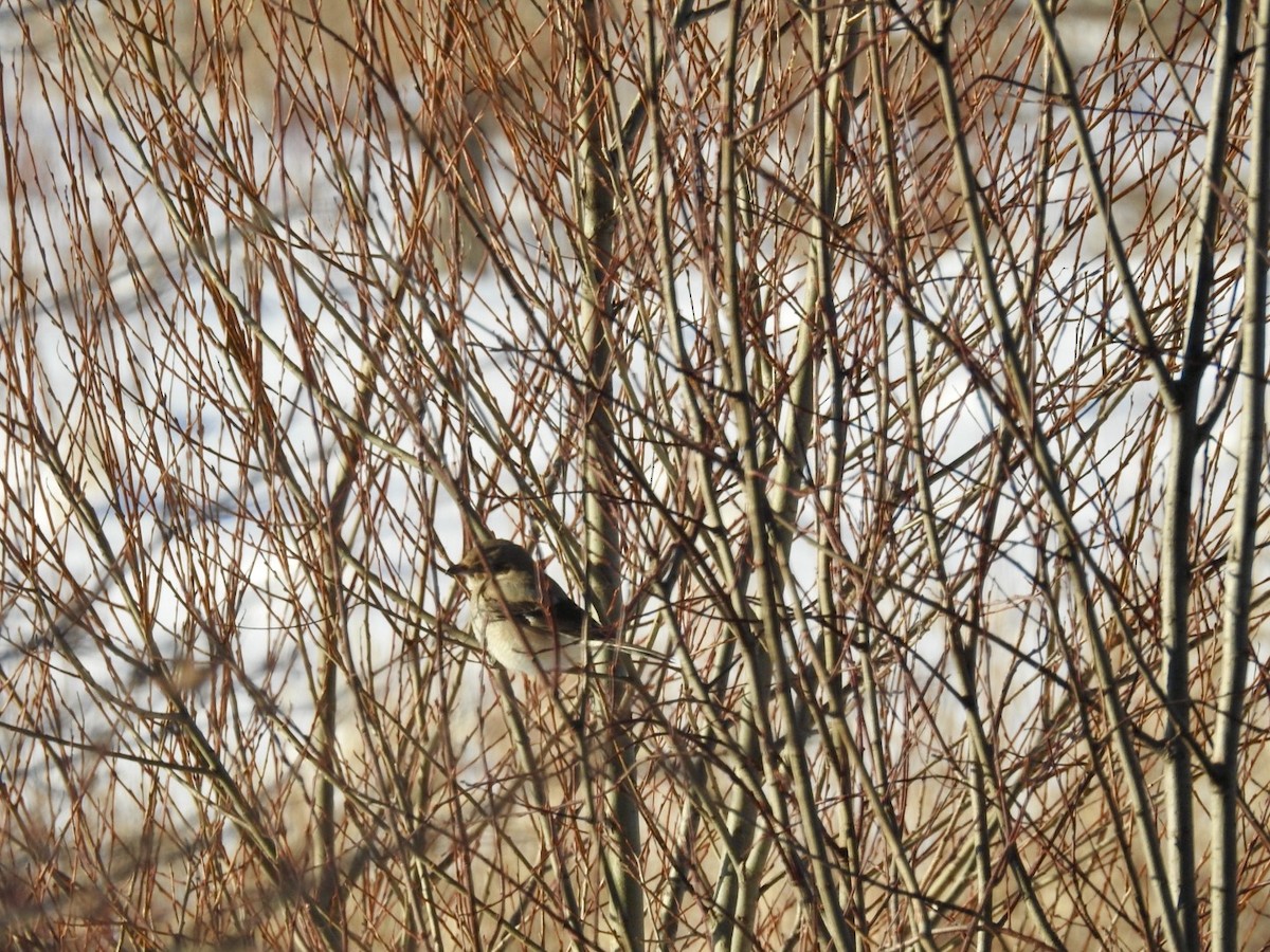 ťuhýk severní - ML647434787