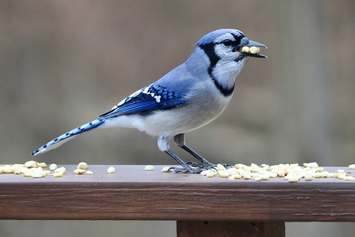 Blue Jay - ML647434792