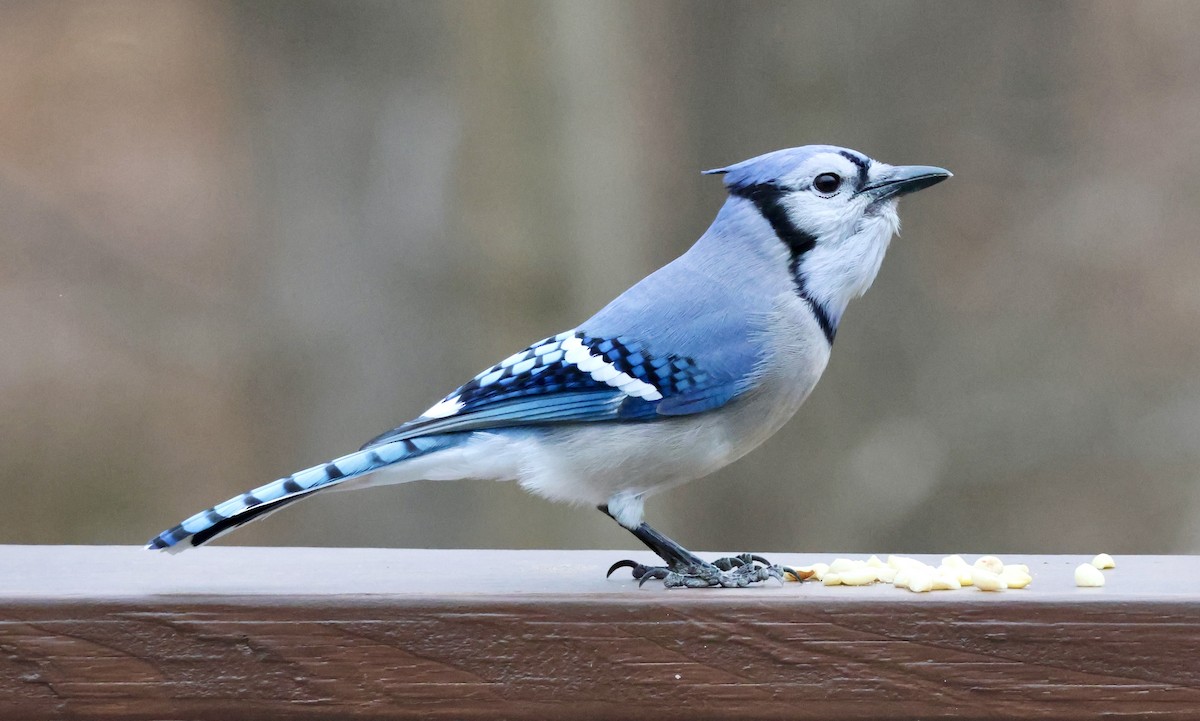 Blue Jay - ML647434797