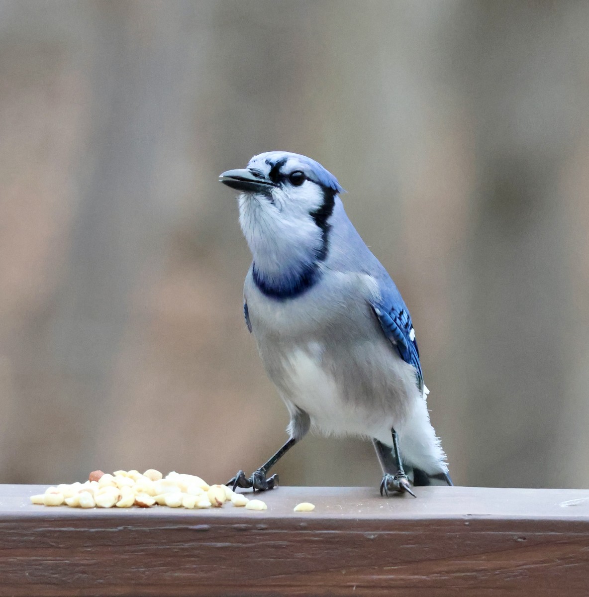 Blue Jay - ML647434798