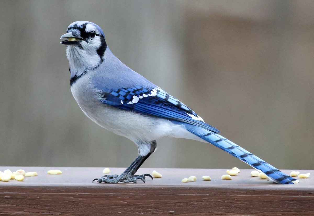 Blue Jay - ML647434801