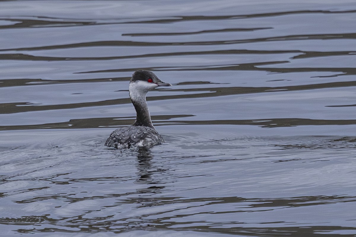 Horned Grebe - ML647434835