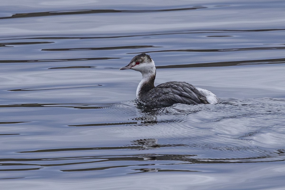 Horned Grebe - ML647434838