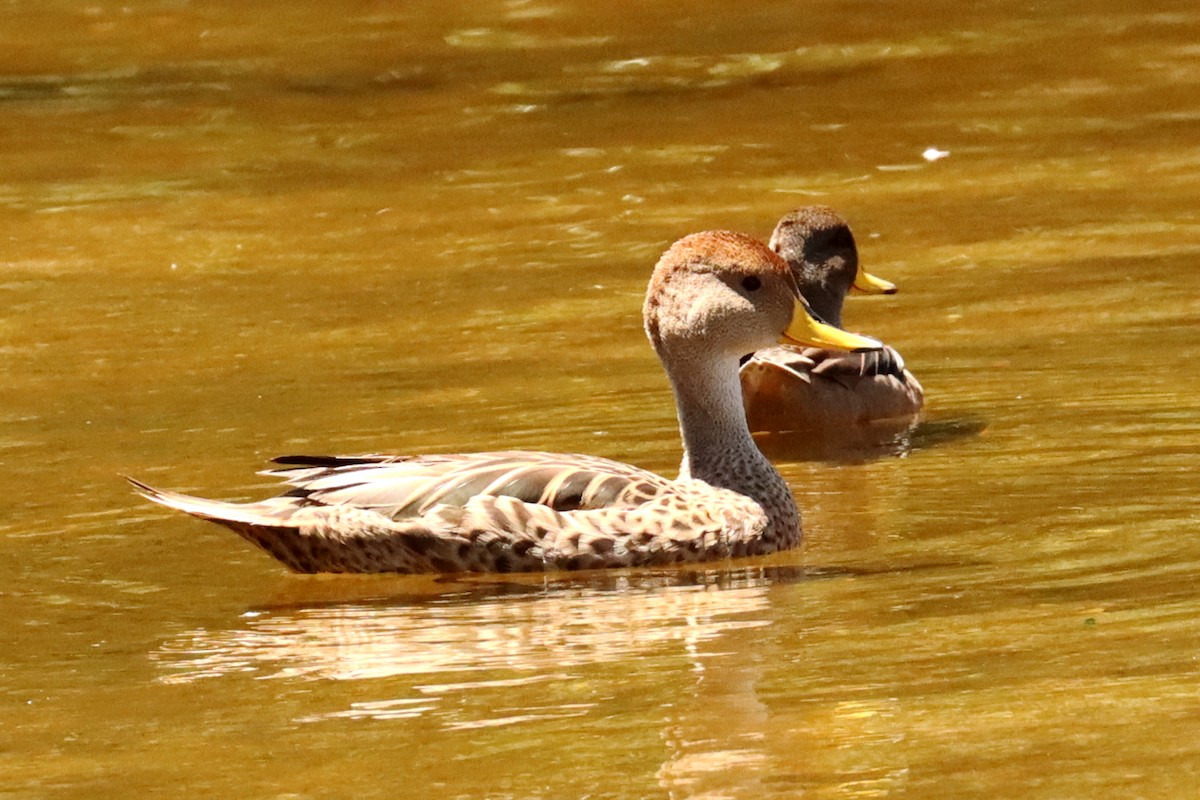 gulnebbstjertand - ML647434844