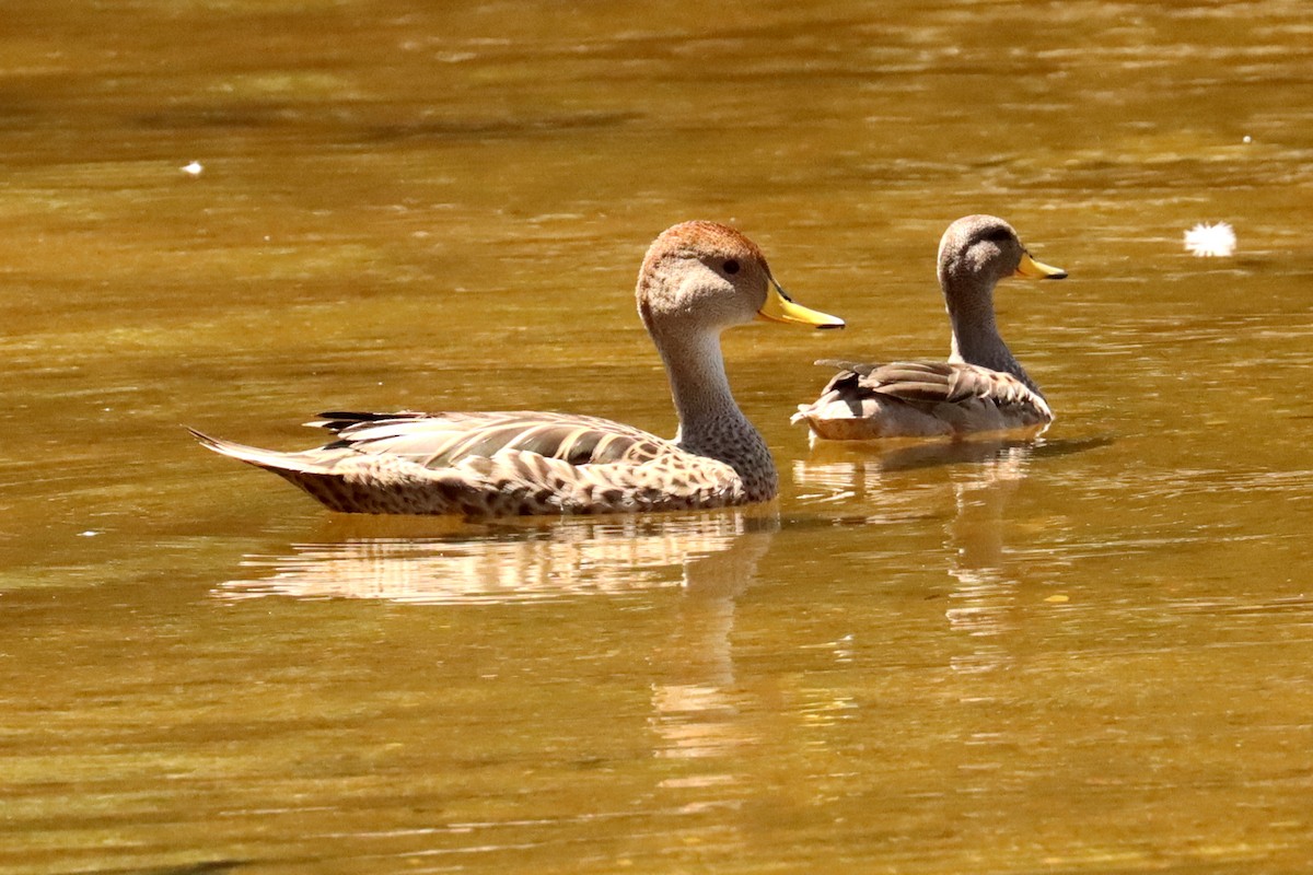 gulnebbstjertand - ML647434848