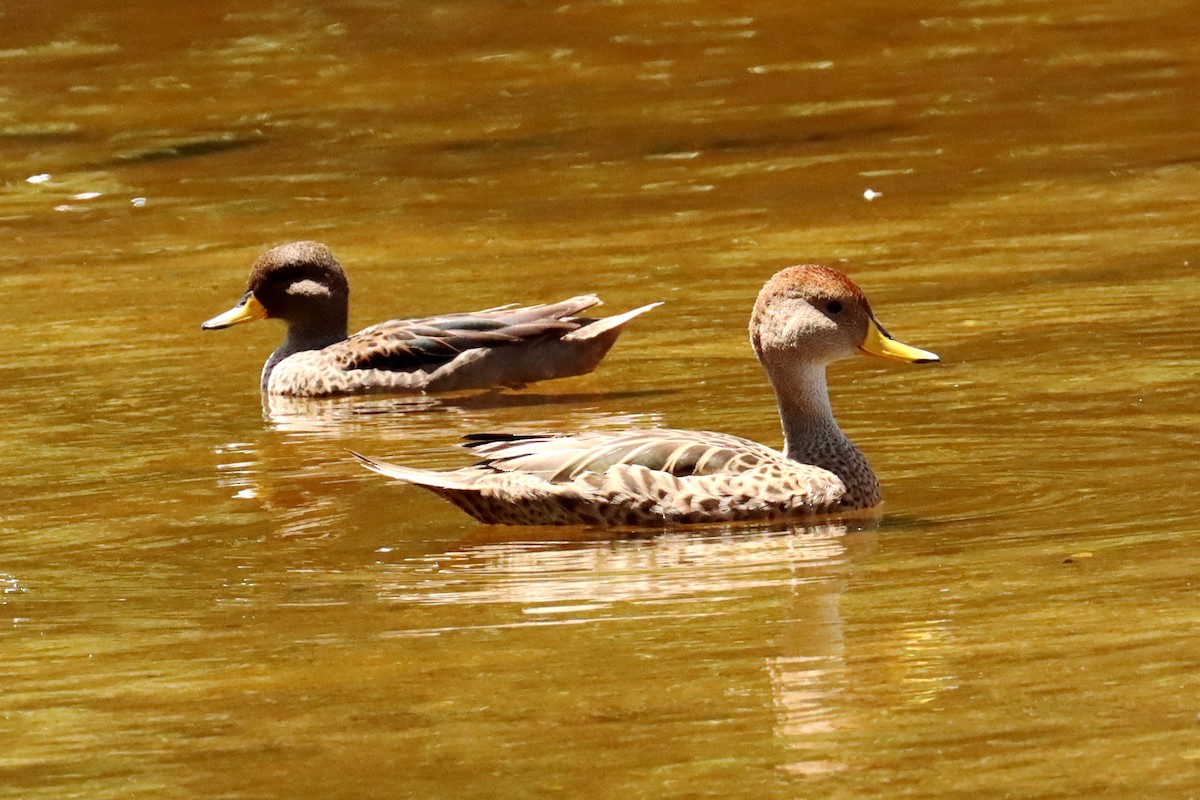 gulnebbstjertand - ML647434854