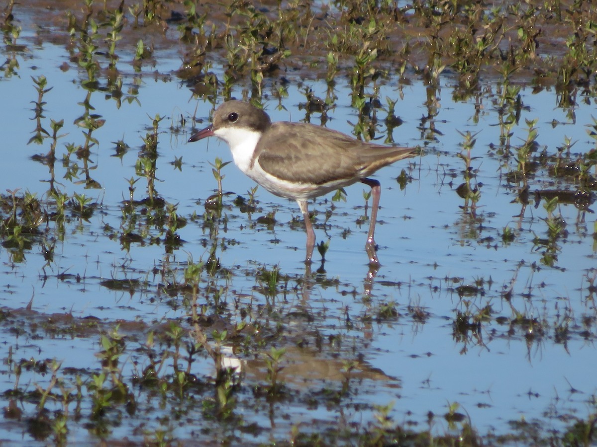 Red-kneed Dotterel - ML647434855