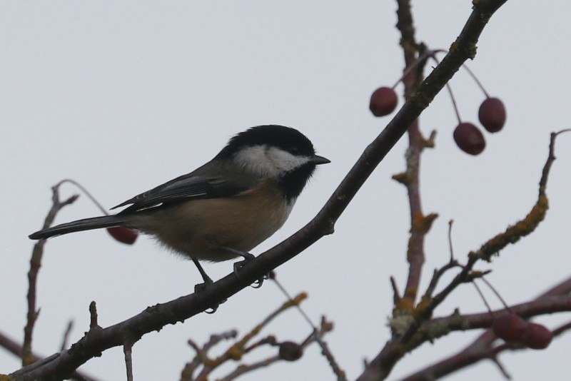 Black-capped Chickadee - ML647434872