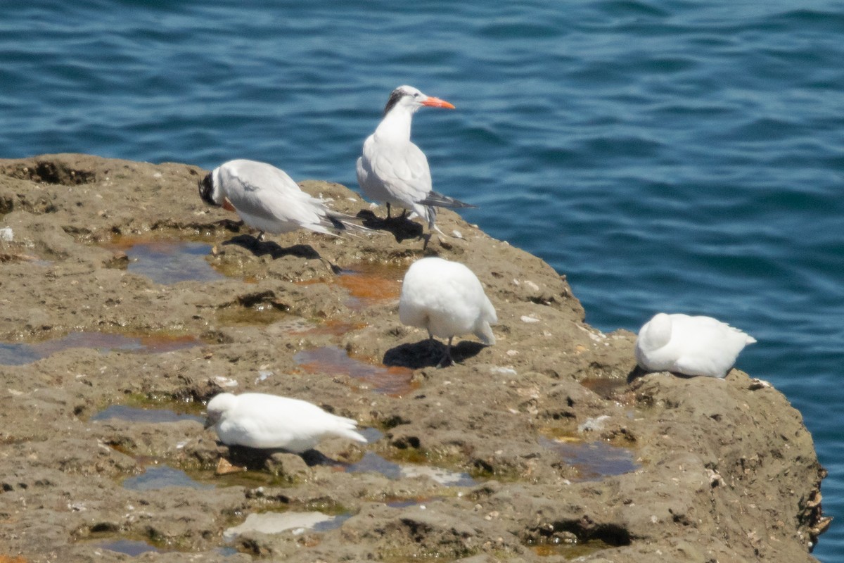 Snowy Sheathbill - ML647434873