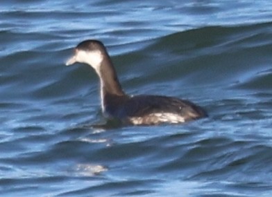 Horned Grebe - ML647434885